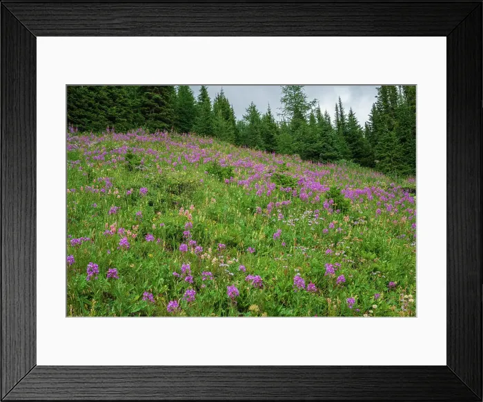 Framed Print : Alpine wildflower meadows with fireweed (Chamaenerion angustifolium) along the Ptarmigan Cirque Trail in summer, Kananaskis Country, Alberta, Canadian Rockies, Canada, North America Framed Print : Alpine wildflower meadows with fireweed (Chamaenerion angustifolium) along the Ptarmigan Cirque Trail in summer, Kananaskis Country, Alberta, Canadian Rockies, Canada, North America