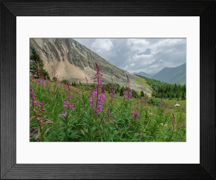 Framed Print : Alpine wildflower meadows with fireweed (Chamaenerion angustifolium) along the Ptarmigan Cirque Trail in summer, Kananaskis Country, Alberta, Canadian Rockies, Canada, North America Framed Print : Alpine wildflower meadows with fireweed (Chamaenerion angustifolium) along the Ptarmigan Cirque Trail in summer, Kananaskis Country, Alberta, Canadian Rockies, Canada, North America