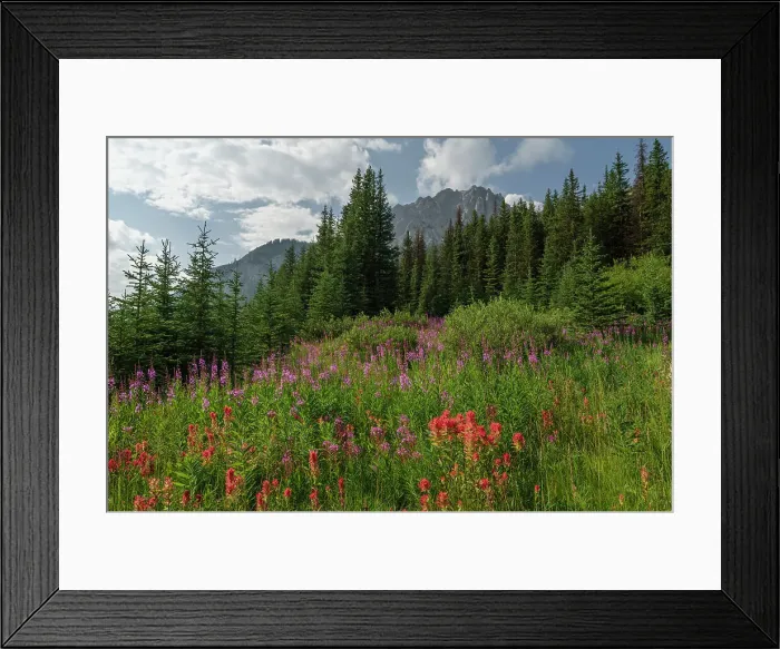 Framed Print : Wildflowers in an alpine meadow, Alpine Paintbrush, Fireweed, Canadian Rockies, Alberta, Canada, North America