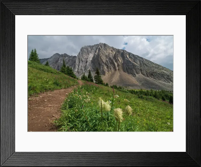 Framed Print : Alpine wildflower meadows with pasqueflower seedheads along the Ptarmigan Cirque Trail in summer, Kananaskis Country, Alberta, Canadian Rockies, Canada, North America Framed Print : Alpine wildflower meadows with pasqueflower seedheads along the Ptarmigan Cirque Trail in summer, Kananaskis Country, Alberta, Canadian Rockies, Canada, North America