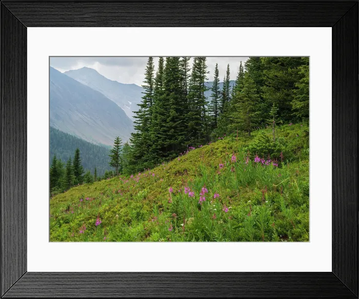 Framed Print : Alpine wildflower meadows with fireweed (Chamaenerion angustifolium) along the Ptarmigan Cirque Trail in summer, Kananaskis Country, Alberta, Canadian Rockies, Canada, North America Framed Print : Alpine wildflower meadows with fireweed (Chamaenerion angustifolium) along the Ptarmigan Cirque Trail in summer, Kananaskis Country, Alberta, Canadian Rockies, Canada, North America