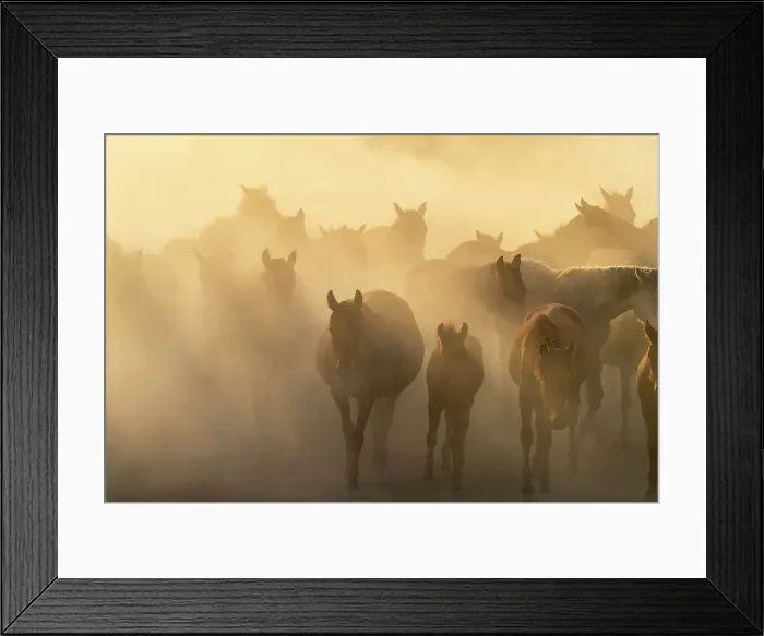 Framed Print : Herd of wild and semi-wild Yilki horses running in dust at sunset, Hacilar, Kayseri, Cappadocia, Anatolia, Turkey, Asia Minor, Asia Framed Print : Herd of wild and semi-wild Yilki horses running in dust at sunset, Hacilar, Kayseri, Cappadocia, Anatolia, Turkey, Asia Minor, Asia