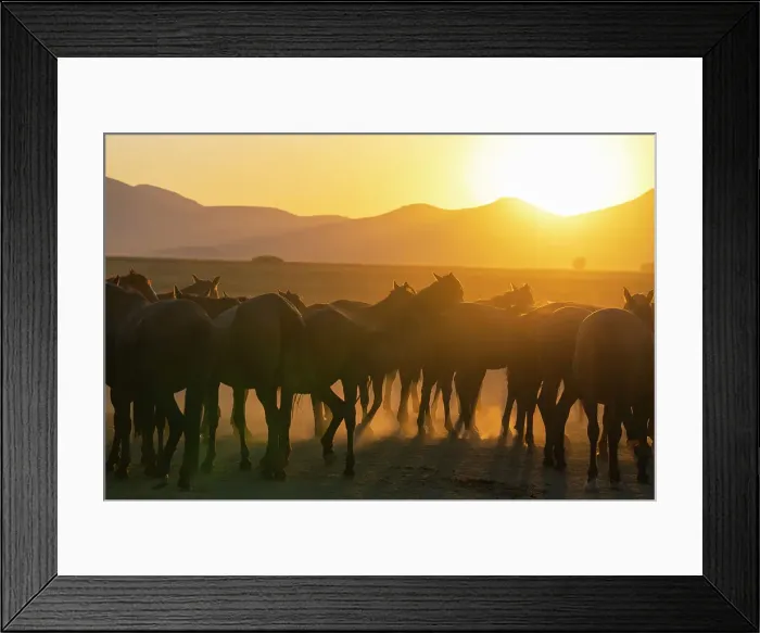 Framed Print : Herd of wild and semi-wild Yilki horses at sunset, Hacilar, Kayseri, Cappadocia, Anatolia, Turkey, Asia Minor, Asia
