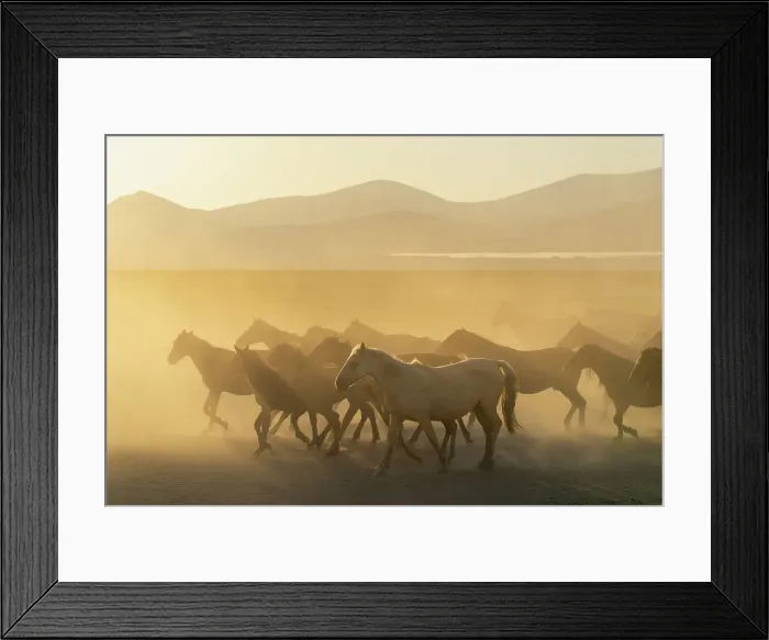 Framed Print : Herd of wild and semi-wild Yilki horses running in dust at sunset, Hacilar, Kayseri, Cappadocia, Anatolia, Turkey, Asia Minor, Asia Framed Print : Herd of wild and semi-wild Yilki horses running in dust at sunset, Hacilar, Kayseri, Cappadocia, Anatolia, Turkey, Asia Minor, Asia