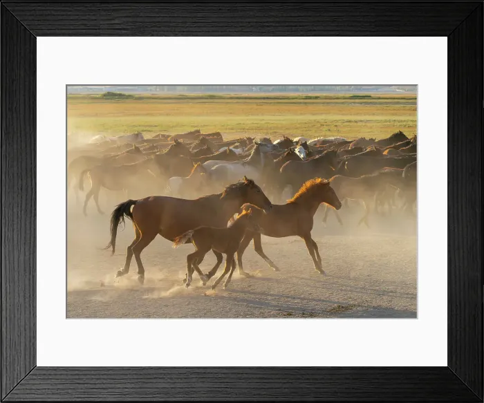 Framed Print : Herd of wild and semi-wild Yilki horses running in dust at sunset, Hacilar, Kayseri, Cappadocia, Anatolia, Turkey, Asia Minor, Asia Framed Print : Herd of wild and semi-wild Yilki horses running in dust at sunset, Hacilar, Kayseri, Cappadocia, Anatolia, Turkey, Asia Minor, Asia