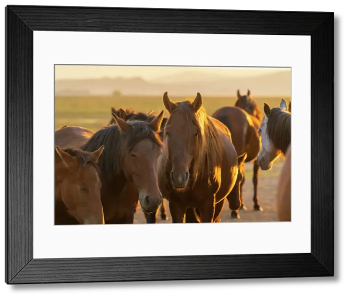 Framed Print : Herd of wild and semi-wild Yilki horses at sunset, Hacilar, Kayseri, Cappadocia, Anatolia, Turkey, Asia Minor, Asia Framed Print : Herd of wild and semi-wild Yilki horses at sunset, Hacilar, Kayseri, Cappadocia, Anatolia, Turkey, Asia Minor, Asia