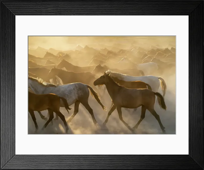 Framed Print : Herd of wild and semi-wild Yilki horses running in dust at sunset, Hacilar, Kayseri, Cappadocia, Turkey Framed Print : Herd of wild and semi-wild Yilki horses running in dust at sunset, Hacilar, Kayseri, Cappadocia, Turkey