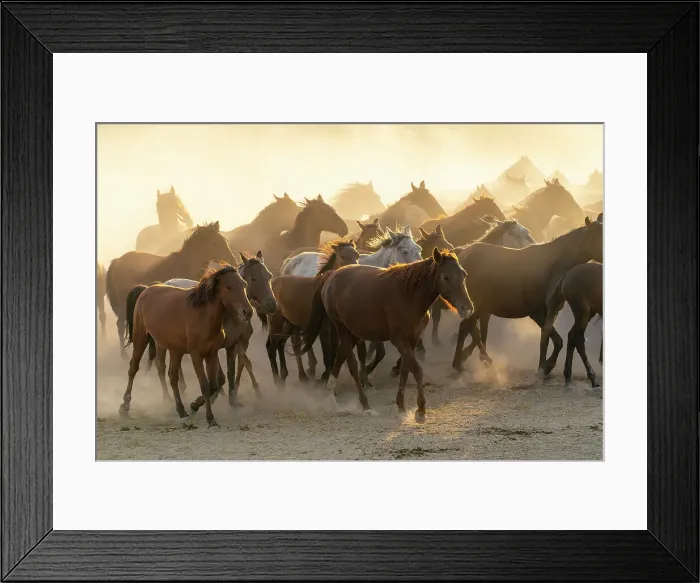 Framed Print : Herd of wild and semi-wild Yilki horses running in dust at sunset, Hacilar, Kayseri, Cappadocia, Turkey