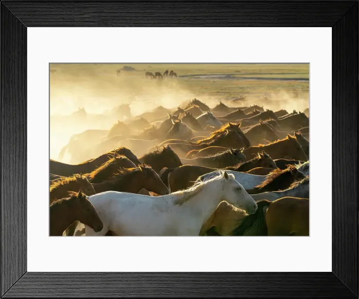 Framed Print : Herd of wild and semi-wild Yilki horses running in dust at sunset, Hacilar, Kayseri, Cappadocia, Anatolia, Turkey, Asia Minor, Asia