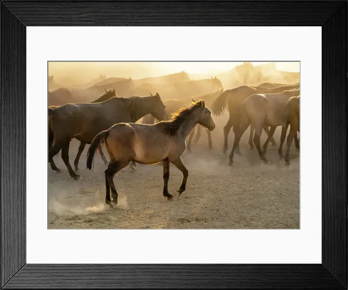 Framed Print : Herd of wild and semi-wild Yilki horses running in dust at sunset, Hacilar, Kayseri, Cappadocia, Anatolia, Turkey, Asia Minor, Asia Framed Print : Herd of wild and semi-wild Yilki horses running in dust at sunset, Hacilar, Kayseri, Cappadocia, Anatolia, Turkey, Asia Minor, Asia