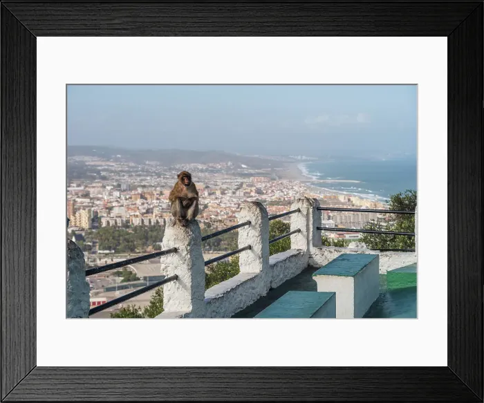 Framed Print : Barbary macaque monkey of Gibraltar in front of the skyline, Gibraltar, Europe Framed Print : Barbary macaque monkey of Gibraltar in front of the skyline, Gibraltar, Europe