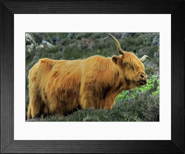 Framed Print : Highland cow with its distinctive long hair and horns, a hardy rustic beef breed that has been exported all over the world, Duntulm, Trotternish Peninsula, Skye, Inner Hebrides, Scotland, United Kingdom, Europe Framed Print : Highland cow with its distinctive long hair and horns, a hardy rustic beef breed that has been exported all over the world, Duntulm, Trotternish Peninsula, Skye, Inner Hebrides, Scotland, United Kingdom, Europe