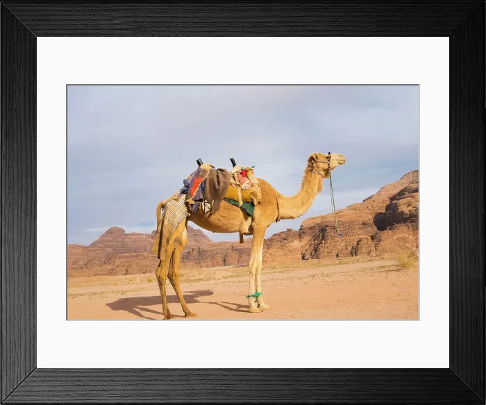 Framed Print : Camel in Wadi Rum, Jordan, Middle East Framed Print : Camel in Wadi Rum, Jordan, Middle East