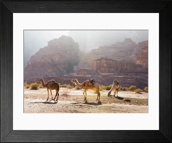 Framed Print : Camels in Wadi Rum, UNESCO World Heritage Site, Jordan, Middle East Framed Print : Camels in Wadi Rum, UNESCO World Heritage Site, Jordan, Middle East