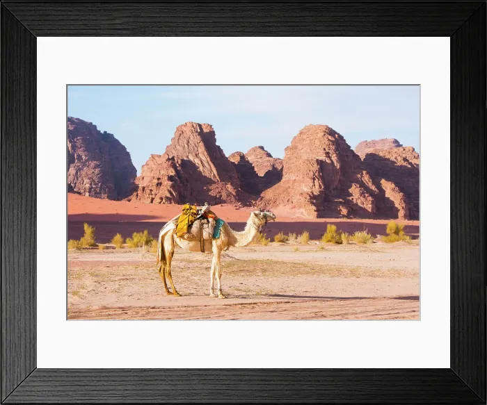 Framed Print : Camel in Wadi Rum, UNESCO World Heritage Site, Jordan, Middle East Framed Print : Camel in Wadi Rum, UNESCO World Heritage Site, Jordan, Middle East
