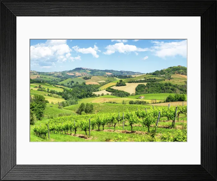 Framed Print : Rolling hills and vineyards of Marche region, Italy Framed Print : Rolling hills and vineyards of Marche region, Italy