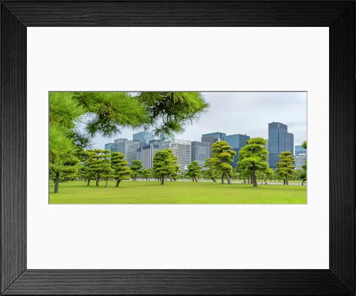 Framed Print : View of contrasting city skyline and Japanese Red Pine trees near the Imperial Palace of Tokyo, Tokyo, Honshu, Japan Framed Print : View of contrasting city skyline and Japanese Red Pine trees near the Imperial Palace of Tokyo, Tokyo, Honshu, Japan