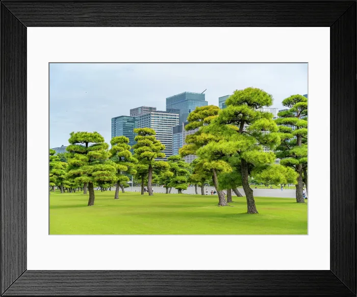 Framed Print : View of contrasting city skyline and Japanese Red Pine trees near the Imperial Palace of Tokyo, Tokyo, Honshu, Japan Framed Print : View of contrasting city skyline and Japanese Red Pine trees near the Imperial Palace of Tokyo, Tokyo, Honshu, Japan