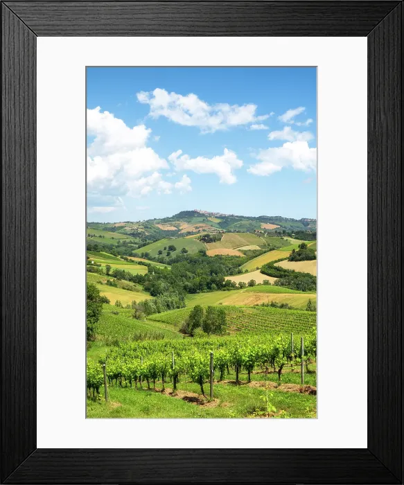 Framed Print : Rolling hills and vineyards of Marche region, Italy Framed Print : Rolling hills and vineyards of Marche region, Italy