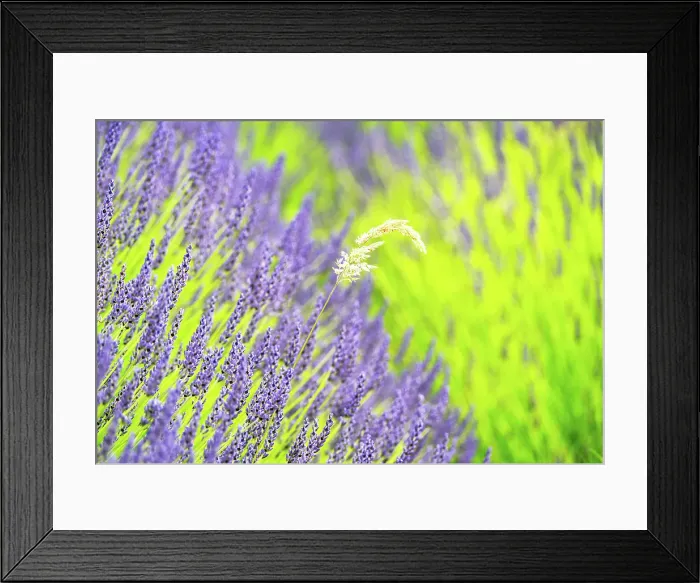 Framed Print : Lavender fields in North Yorkshire, England, United Kingdom