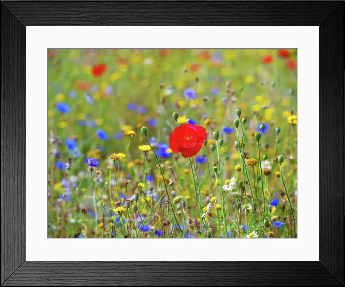 Framed Print : A meadow in the town of Lewes, East Sussex, England, United Kingdom Framed Print : A meadow in the town of Lewes, East Sussex, England, United Kingdom
