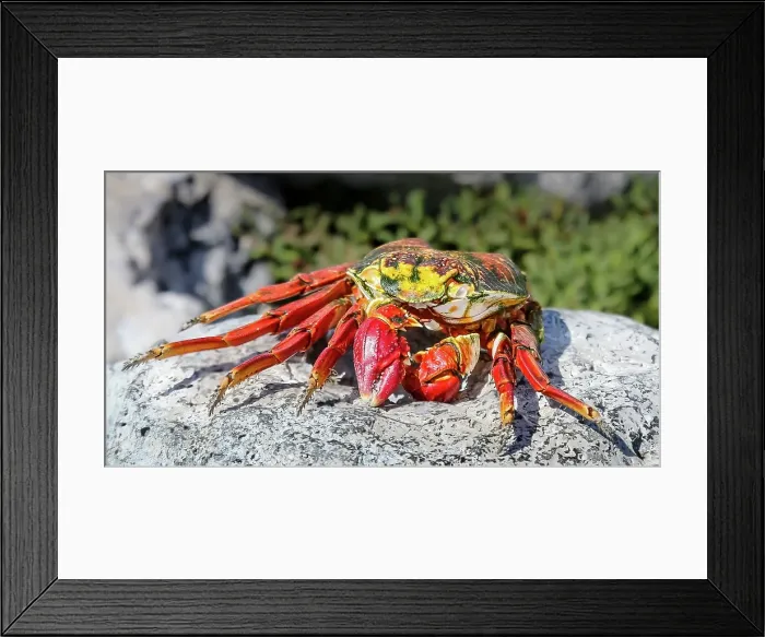 Framed Print : Sally Lightfoot Crab (Red Rock Crab) in the Galapagos Islands, UNESCO, Eucador