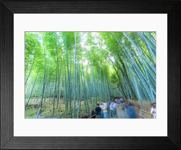 Framed Print : View of Bamboo walkway, Sagatenryuji Tateishicho, Ukyo Ward, Kyoto, Honshu, Japan Framed Print : View of Bamboo walkway, Sagatenryuji Tateishicho, Ukyo Ward, Kyoto, Honshu, Japan
