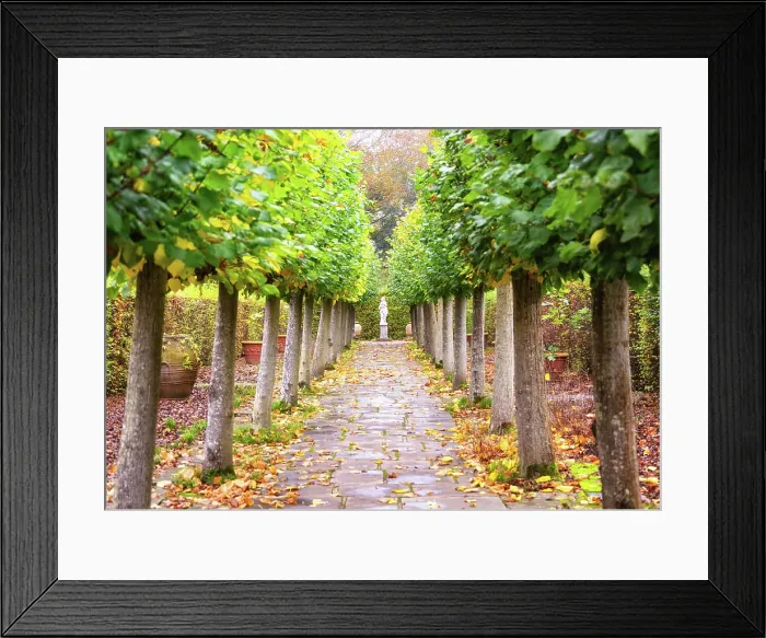 Framed Print : The Lime Walk in the Sissinghurst Castle Garden, Kent, England, United Kingdom Framed Print : The Lime Walk in the Sissinghurst Castle Garden, Kent, England, United Kingdom