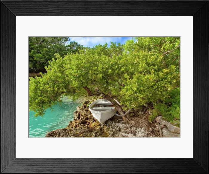 Framed Print : Rowing boat chained to a tree, Tucker's Town, Bermuda