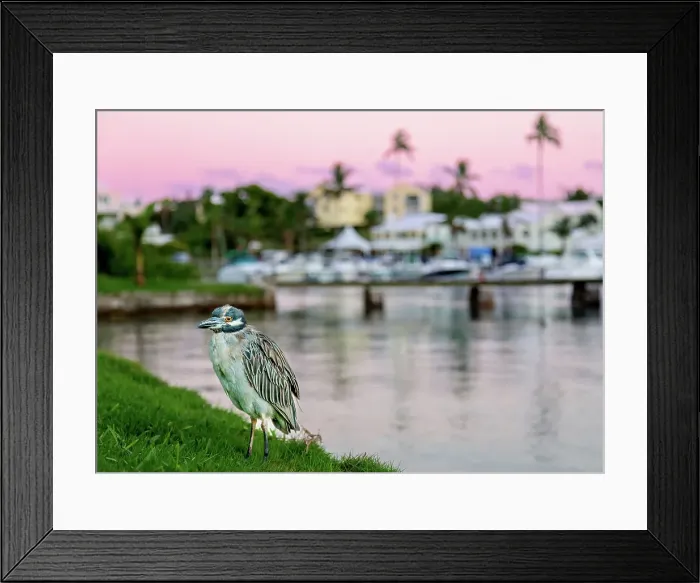 Framed Print : Yellow Crowned Night Heron (Nyctanassa Violacea), wading bird of the Americas that feeds on crustacea, Bermuda, Atlantic Framed Print : Yellow Crowned Night Heron (Nyctanassa Violacea), wading bird of the Americas that feeds on crustacea, Bermuda, Atlantic