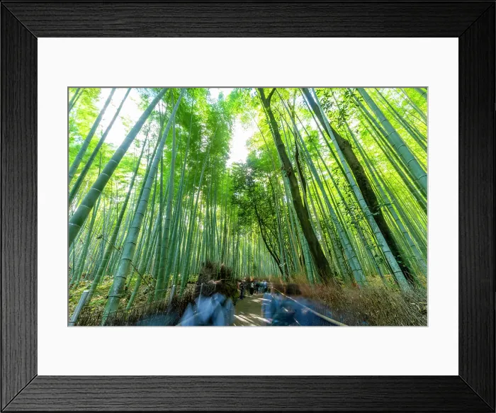 Framed Print : View of Bamboo walkway, Sagatenryuji Tateishicho, Ukyo Ward, Kyoto, Honshu, Japan Framed Print : View of Bamboo walkway, Sagatenryuji Tateishicho, Ukyo Ward, Kyoto, Honshu, Japan