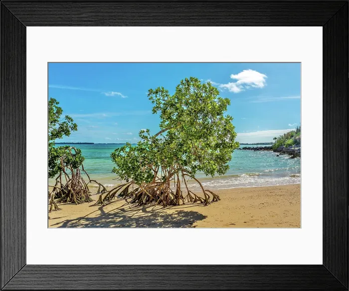 Framed Print : Mangrove trees on the beach at Blue Hole Park, Bermuda Framed Print : Mangrove trees on the beach at Blue Hole Park, Bermuda