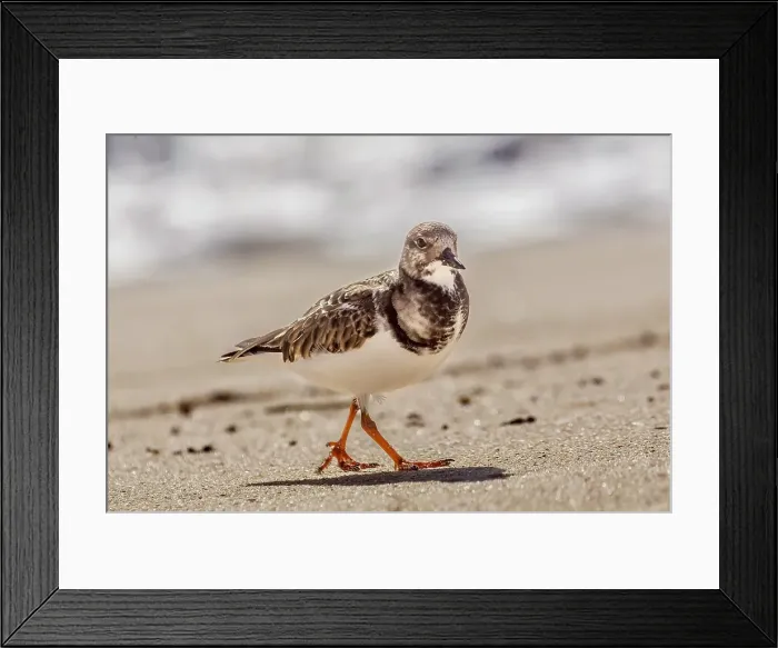 Framed Print : Ruddy Turnstone (Arenaria Interpres), a small cosmopolitan wading bird, Bermuda