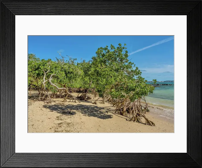 Framed Print : Mangrove trees on the beach at Blue Hole Park, Bermuda Framed Print : Mangrove trees on the beach at Blue Hole Park, Bermuda