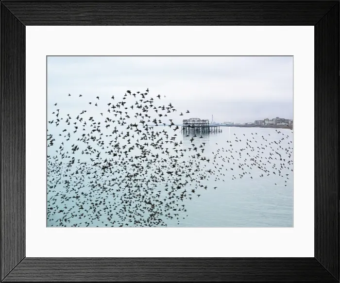 Framed Print : Starling murmuration at sunset with the remains of the West Pier in the background, Brighton and Hove, East Sussex, England, United Kingdom Framed Print : Starling murmuration at sunset with the remains of the West Pier in the background, Brighton and Hove, East Sussex, England, United Kingdom