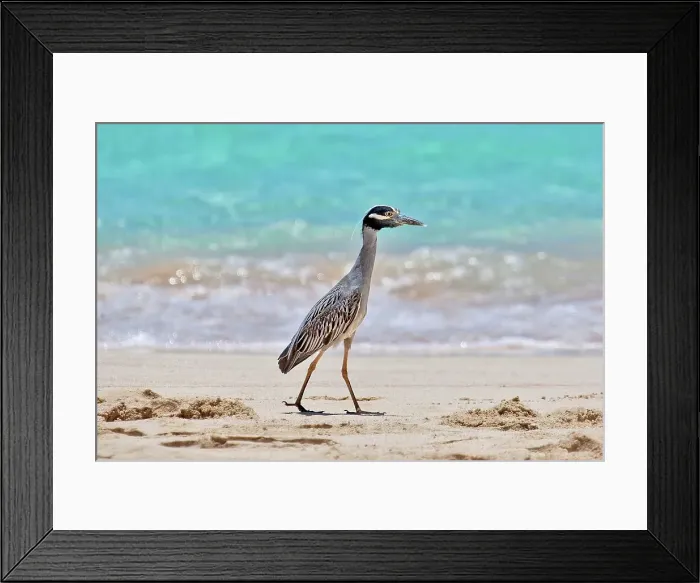Framed Print : Yellow Crowned Night Heron (Nyctanassa Violacea), wading bird of the Americas that feeds on crustacea, Bermuda, Atlantic