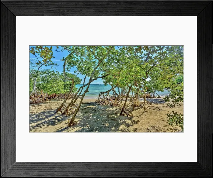 Framed Print : Mangrove trees on the beach at Blue Hole Park, Bermuda