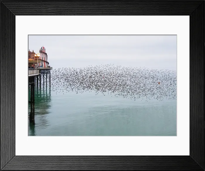 Framed Print : Starling murmuration at sunset next to the Brighton Palace Pier, City of Brighton and Hove, East Sussex, England, United Kingdom Framed Print : Starling murmuration at sunset next to the Brighton Palace Pier, City of Brighton and Hove, East Sussex, England, United Kingdom