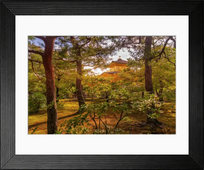 Framed Print : View of Golden Temple (Kinkaku-ji) (Temple of the Golden Pavilion), UNESCO, Kyoto, Honshu, Japan Framed Print : View of Golden Temple (Kinkaku-ji) (Temple of the Golden Pavilion), UNESCO, Kyoto, Honshu, Japan