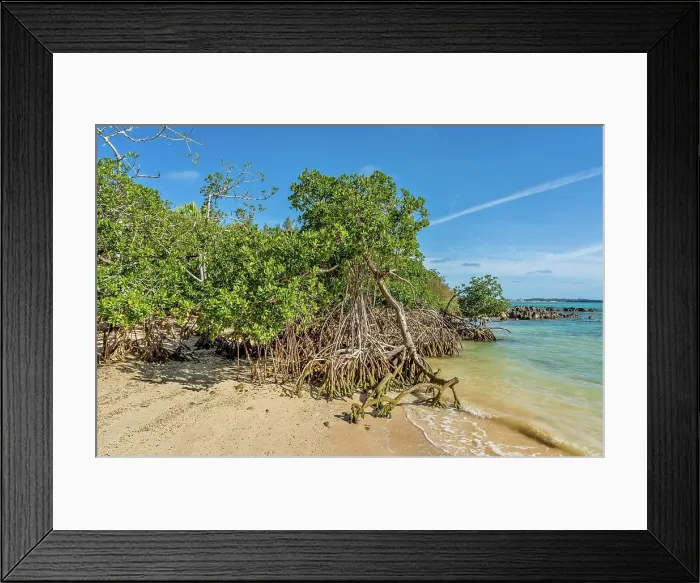 Framed Print : Mangrove trees on the beach at Blue Hole Park, Bermuda Framed Print : Mangrove trees on the beach at Blue Hole Park, Bermuda
