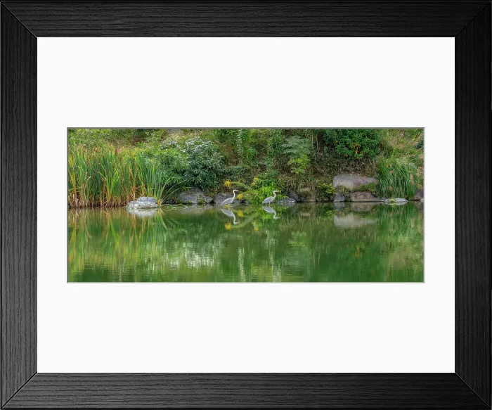 Framed Print : View of heron in Shoseien Garden in early Autumn, Shimogyo Ward, Higashitamamizucho, Kyoto, Honshu, Japan Framed Print : View of heron in Shoseien Garden in early Autumn, Shimogyo Ward, Higashitamamizucho, Kyoto, Honshu, Japan