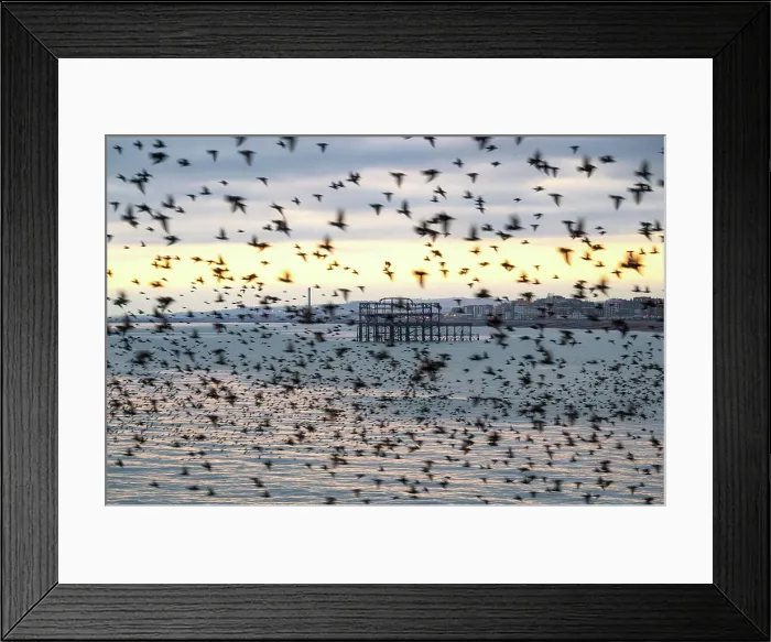 Framed Print : The remains of the West Pier as seen through the starling murmuration at sunset, City of Brighton and Hove, East Sussex, England, United Kingdom Framed Print : The remains of the West Pier as seen through the starling murmuration at sunset, City of Brighton and Hove, East Sussex, England, United Kingdom