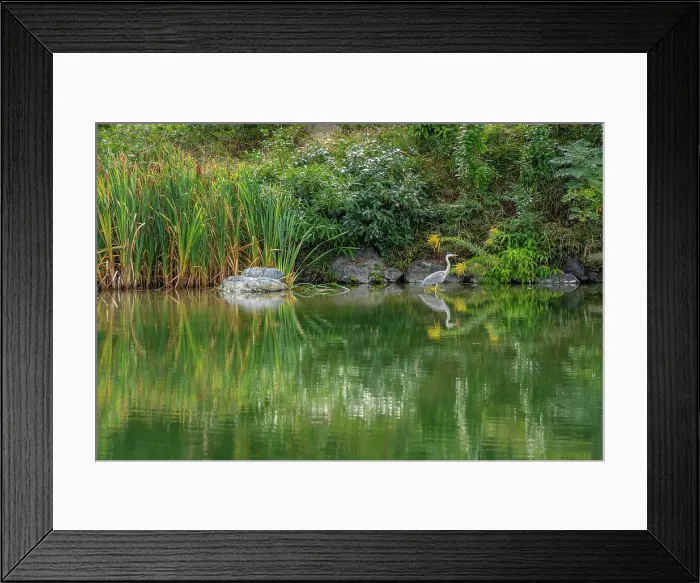 Framed Print : View of heron in Shoseien Garden in early Autumn, Shimogyo Ward, Higashitamamizucho, Kyoto, Honshu, Japan Framed Print : View of heron in Shoseien Garden in early Autumn, Shimogyo Ward, Higashitamamizucho, Kyoto, Honshu, Japan