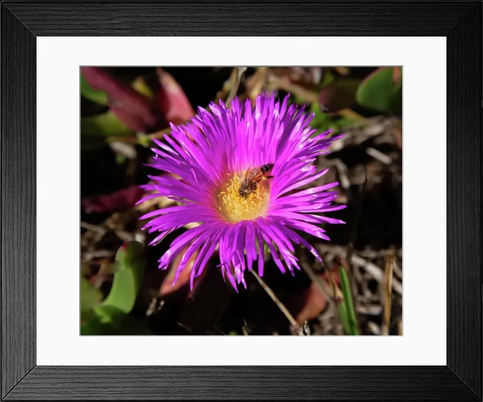 Framed Print : Hottentot fig (Carpobrotus edulis) flower, South African succulent plant now found in Europe, Australia and the Americas, Bermuda