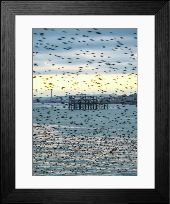 Framed Print : The remains of the West Pier as seen through the starling murmuration at sunset, City of Brighton and Hove, East Sussex, England, United Kingdom Framed Print : The remains of the West Pier as seen through the starling murmuration at sunset, City of Brighton and Hove, East Sussex, England, United Kingdom