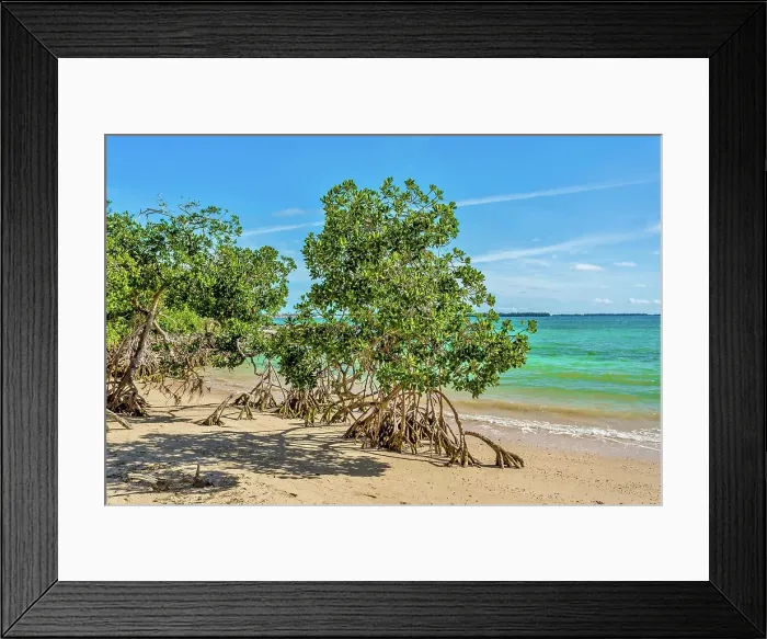 Framed Print : Mangrove trees on the beach at Blue Hole Park, Bermuda Framed Print : Mangrove trees on the beach at Blue Hole Park, Bermuda