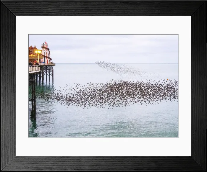 Framed Print : Starling murmuration at sunset next to the Brighton Palace Pier, City of Brighton and Hove, East Sussex, England, United Kingdom Framed Print : Starling murmuration at sunset next to the Brighton Palace Pier, City of Brighton and Hove, East Sussex, England, United Kingdom