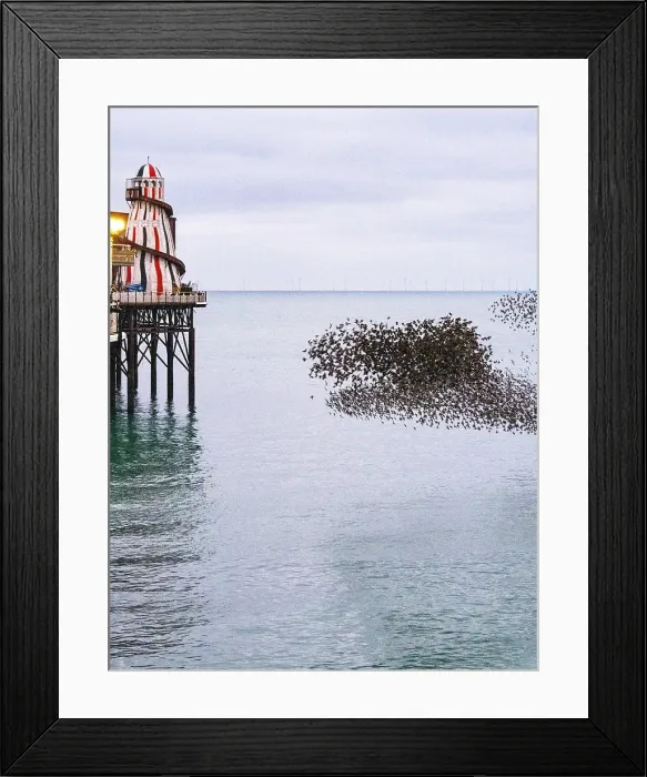 Framed Print : Starling murmuration at sunset next to the Brighton Palace Pier, City of Brighton and Hove, East Sussex, England, United Kingdom Framed Print : Starling murmuration at sunset next to the Brighton Palace Pier, City of Brighton and Hove, East Sussex, England, United Kingdom