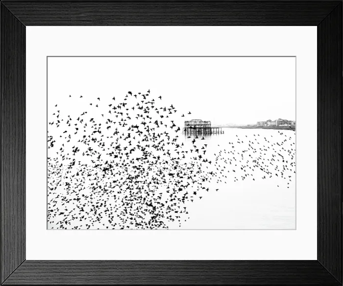 Framed Print : Starling murmuration at sunset with remains of the West Pier in the background, City of Brighton and Hove, East Sussex, England, United Kingdom Framed Print : Starling murmuration at sunset with remains of the West Pier in the background, City of Brighton and Hove, East Sussex, England, United Kingdom