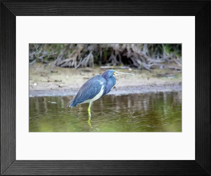 Framed Print : Tricolored Heron (Louisiana Heron), a small species of heron, found in the Americas, Bermuda Framed Print : Tricolored Heron (Louisiana Heron), a small species of heron, found in the Americas, Bermuda